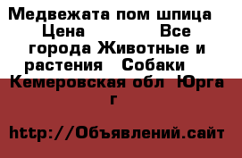 Медвежата пом шпица › Цена ­ 40 000 - Все города Животные и растения » Собаки   . Кемеровская обл.,Юрга г.